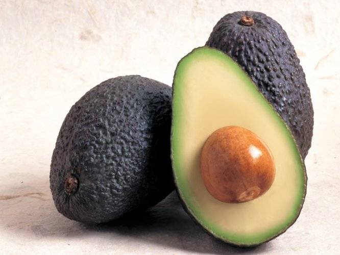 Aguacate de Michoacán es el único que se exporta a Estados Unidos